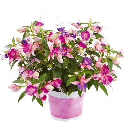 Fuchsia Fuchsita® Pink Violet