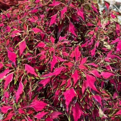 Coleus GardenFest™ Flexi-Coleus (G20-031)