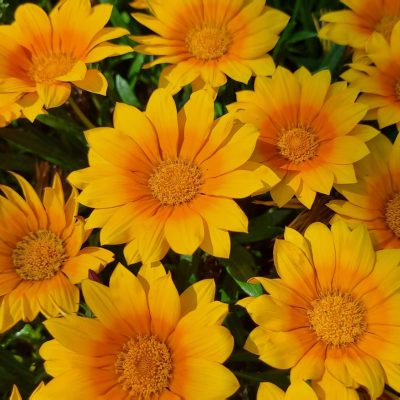 Gazania 'Suncarpet'