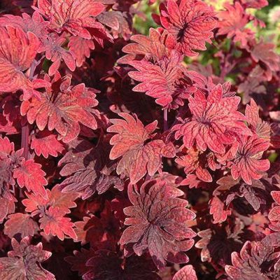 Coleus 'Gnash Rambler'