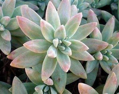 Graptopetalum 'Peron'