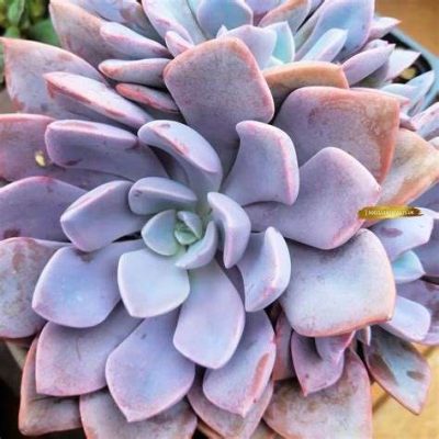 Graptopetalum graptoveria hybrid 'Debbie'