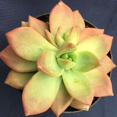 Graptopetalum graptosedum 'California Sunset'