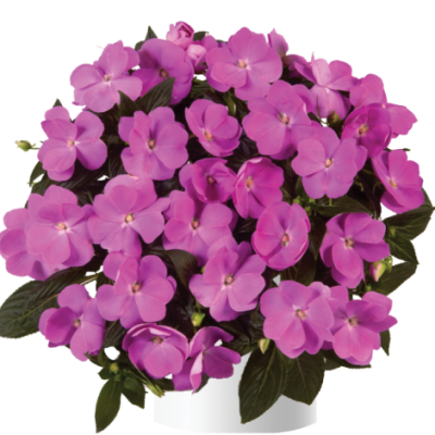Impatiens, New Guinea Harmony Dark Lavender