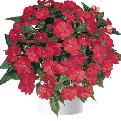 Impatiens, New Guinea Harmony Dark Red