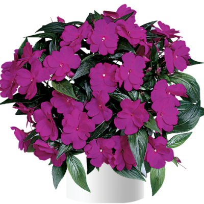 Impatiens, New Guinea Harmony Dark Violet