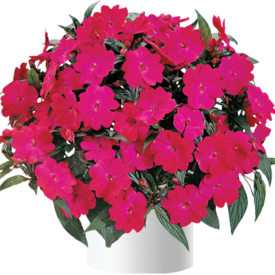 Impatiens, New Guinea Harmony Magenta
