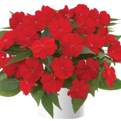 Impatiens, New Guinea Harmony Red Cardinal