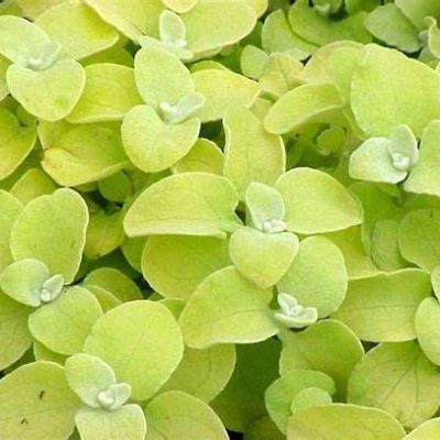 Helichrysum petiolare 'Lemon'