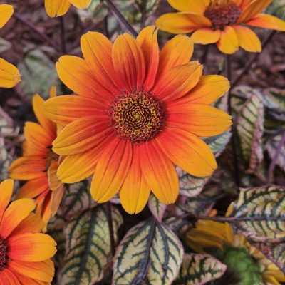 Heliopsis 'Orange Marble'