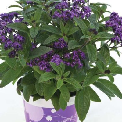 Heliotropium arborescens 'Poseidon'