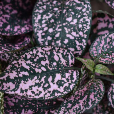 Hypoestes 'Lotty Dotty Pink'  014.002