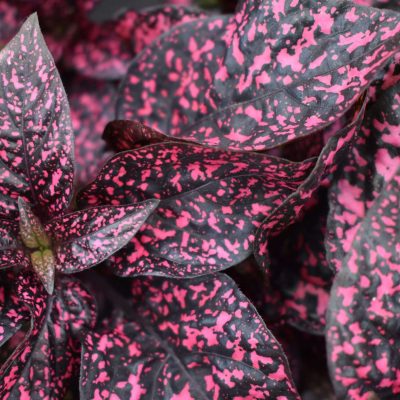 Hypoestes 'Lotty Dotty Rose'  014.001