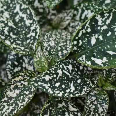 Hypoestes 'Lotty Dotty White'  014.004
