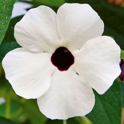 Thunbergia alata Sunny Susy® 'White Black Eye'