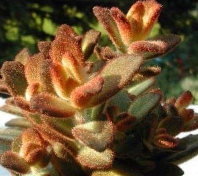 Kalanchoe tomentosa 'Chocolate Soldier'