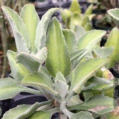 Kalanchoe beharensis 'Variegata'