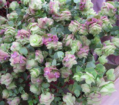 Origanum rotundifolium 'Kent Beauty'
