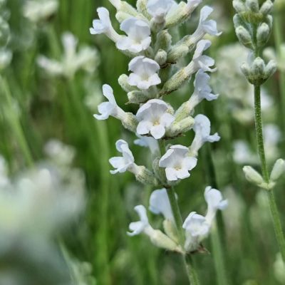 Lavandula angustifolia Big Time White