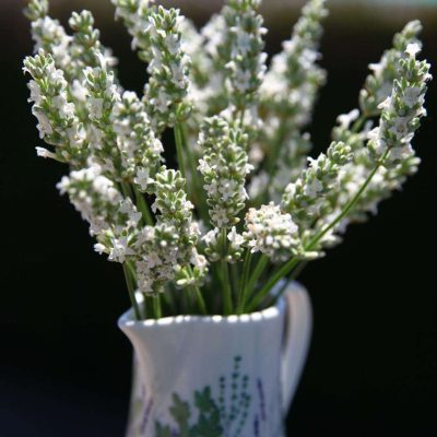 Lavandula Exceptional! PPAF