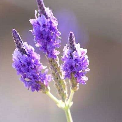 Lavandula buchii 'Pinnata'