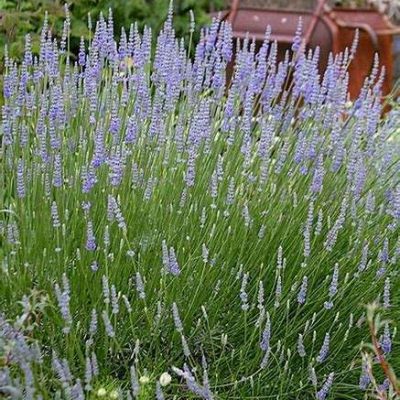 Lavandula intermedia 'Provence'