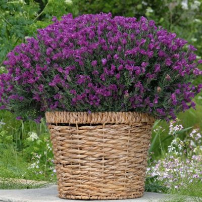 Lavandula stoechas Plum Power™