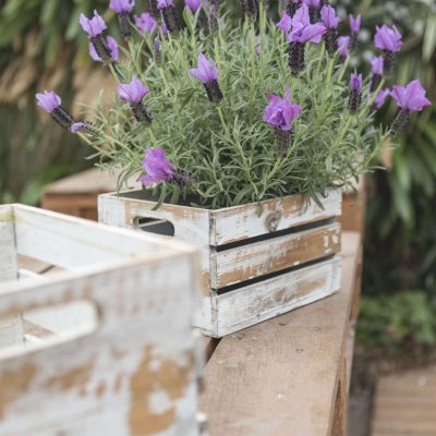 Lavandula stoechas Ever™ Great Blue