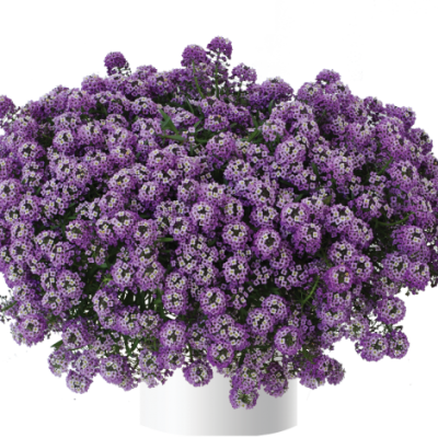 Lobularia Lavender Stream