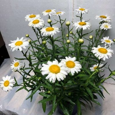 Leucanthemum Superbum Flower Power (PP35,425)