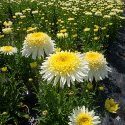 Leucanthemum REALFLOR® Real Glory PP 25733