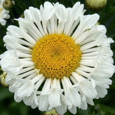 Leucanthemum REALFLOR® Real Neat PP 26185