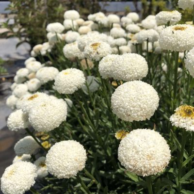 Leucanthemum REALFLOR® Real Tiny Bubbles PP 35336