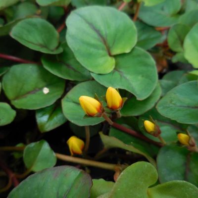 Lysimachia HILLIER™ Sunburst PP 33106