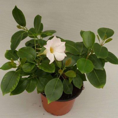 Mandevilla hybrid SUN PARASOL® GARDEN White PPAF Callus