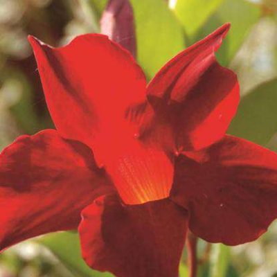 Mandevilla hybrid SUN PARASOL® Original Crimson