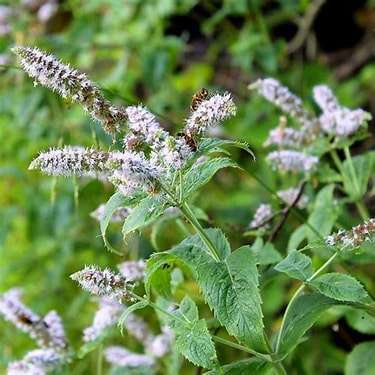 Mentha piperita 'Peppermint'