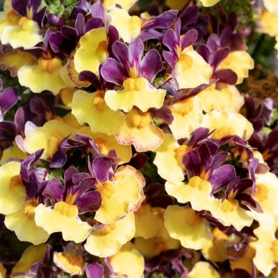 Nemesia ESCENTIAL® Passionberry PPRA