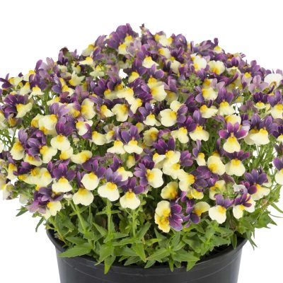 Nemesia ESCENTIAL® Blueberry Custard PPRA