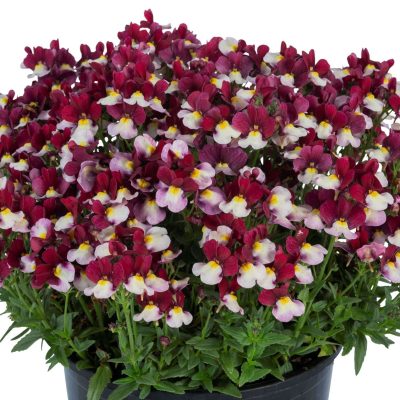 Nemesia ESCENTIAL® Cherryberry PPRA