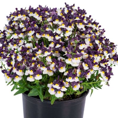 Nemesia ESCENTIAL® Elderberry