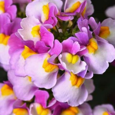 Nemesia ESCENTIAL® Pinkberry PPRA