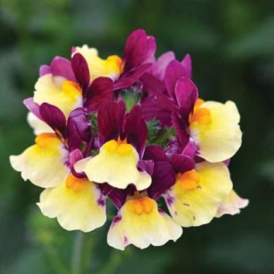 Nemesia ESCENTIAL® Raspberry Lemonade PPRA