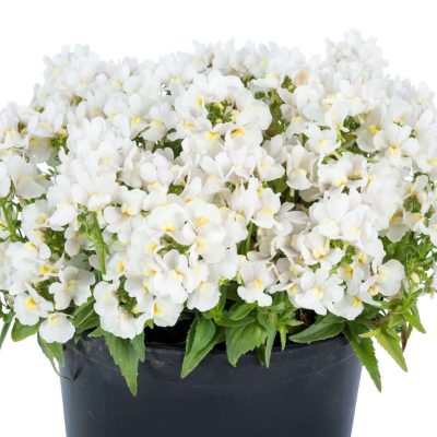 Nemesia ESCENTIAL® Snowberry PPRA