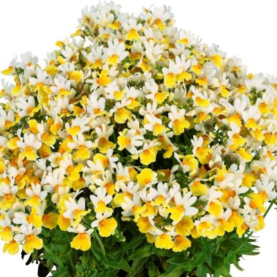 Nemesia ESCENTIAL® Sunberry PPRA
