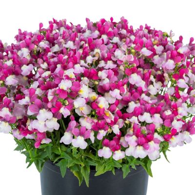 Nemesia ESCENTIAL® Zazzleberry PPRA