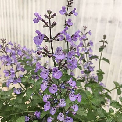 Nepeta SylvesterBlue™ USPP #32,974