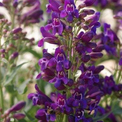 Penstemon Riding Hood Purple