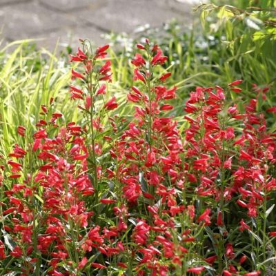 Penstemon Riding Hood Red