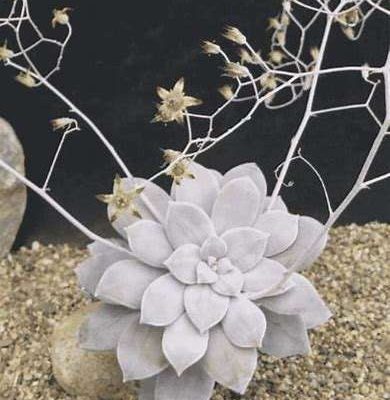 Graptopetalum 'Pentandrum'